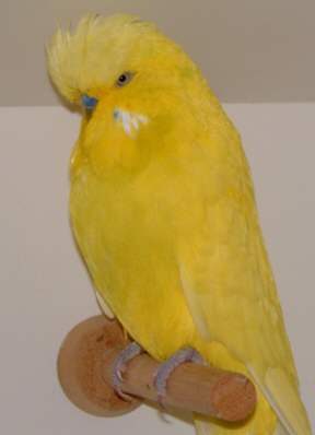 DF-Spangle-Yellow.jpg (7393 bytes)