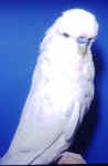dfwhite.jpg (2863 bytes)